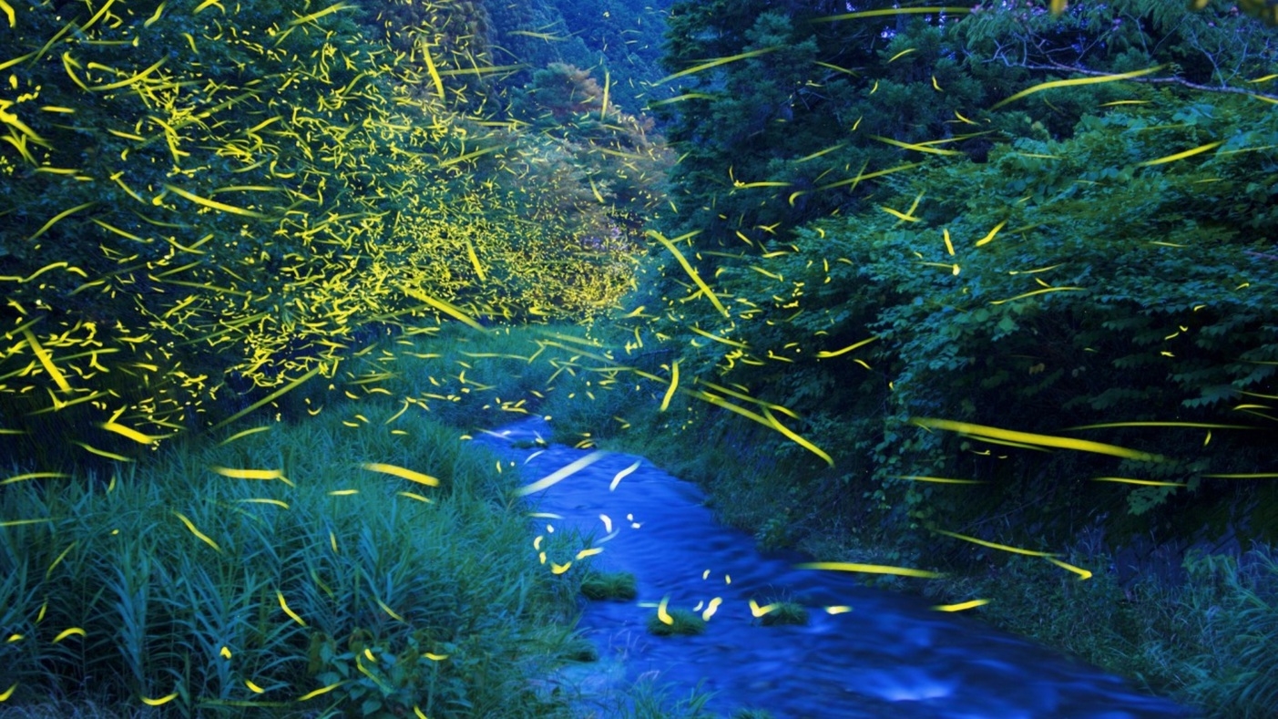 【ホタル観賞】天城の幻想的な光景！〜初夏の夜を彩るホタルの舞〜
