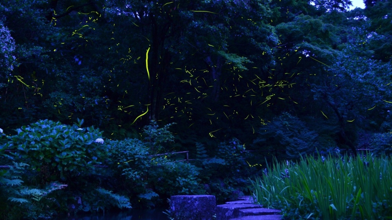 【ホタル観賞】天城の幻想的な光景！〜初夏の夜を彩るホタルの舞〜