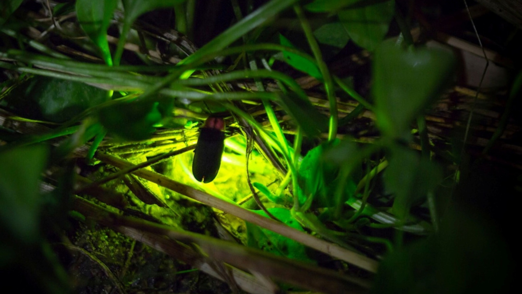 【ホタル観賞】天城の幻想的な光景！〜初夏の夜を彩るホタルの舞〜