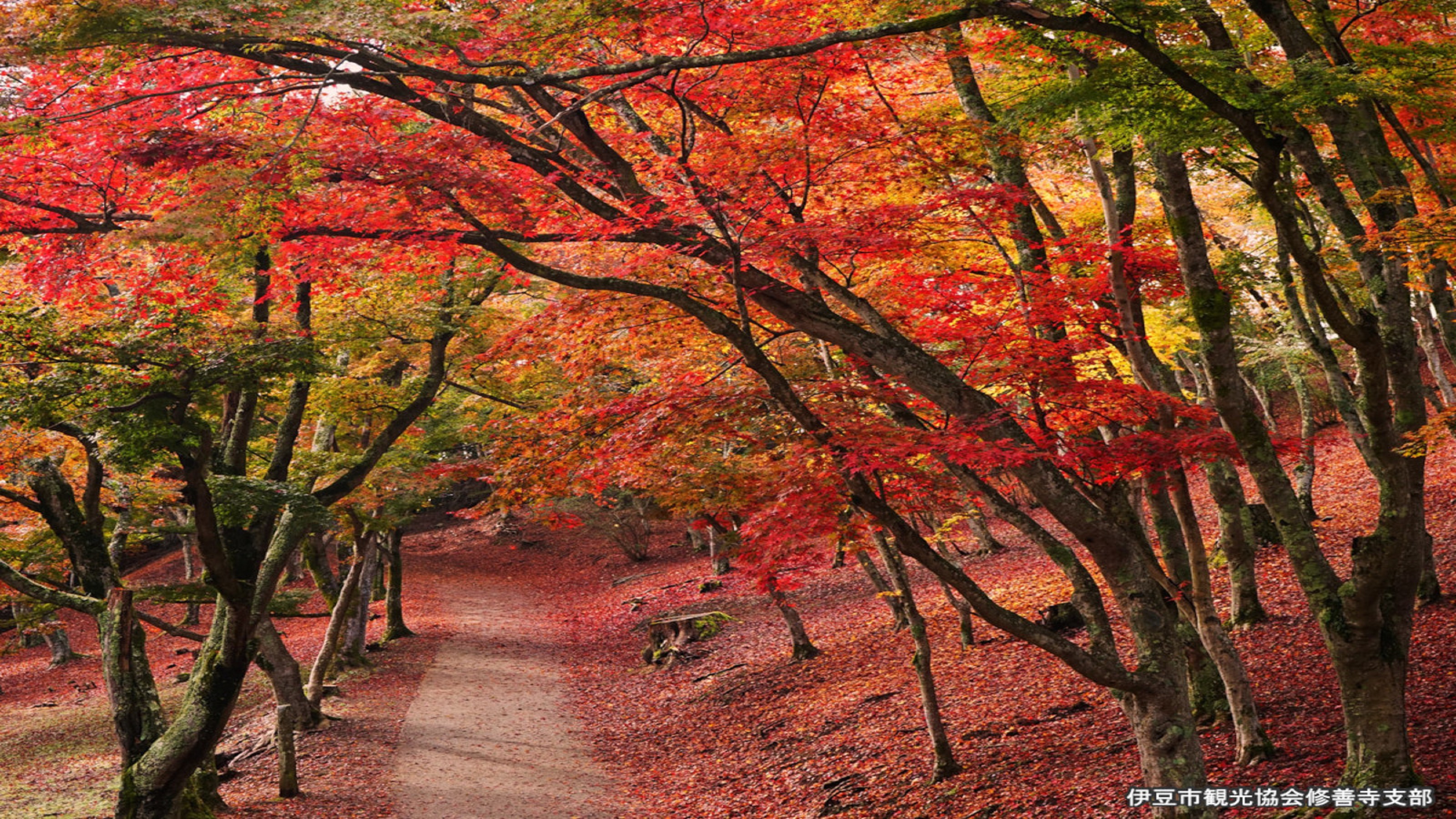 修善寺の紅葉