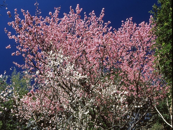 早咲きの「土肥桜」1月上旬～2月上旬が見頃