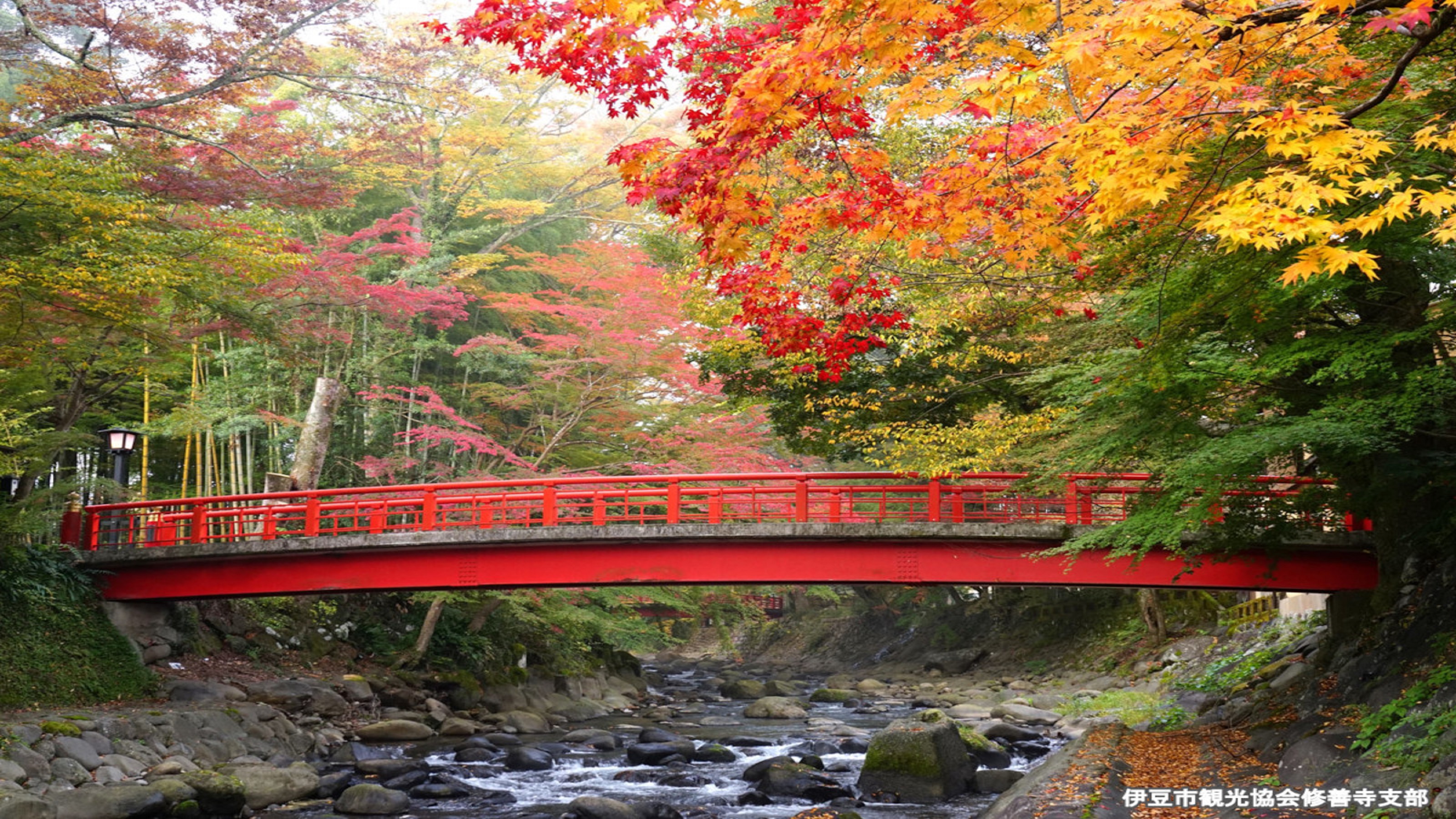 修善寺の紅葉