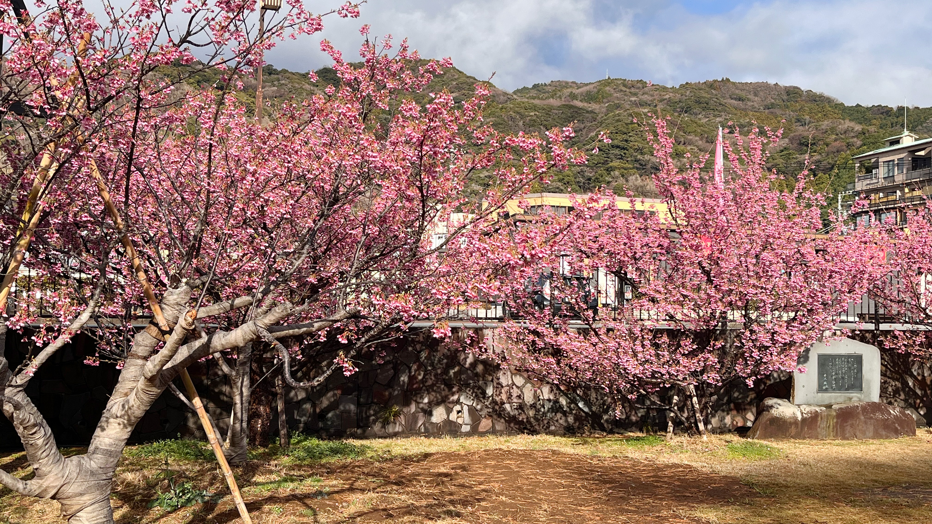 土肥桜