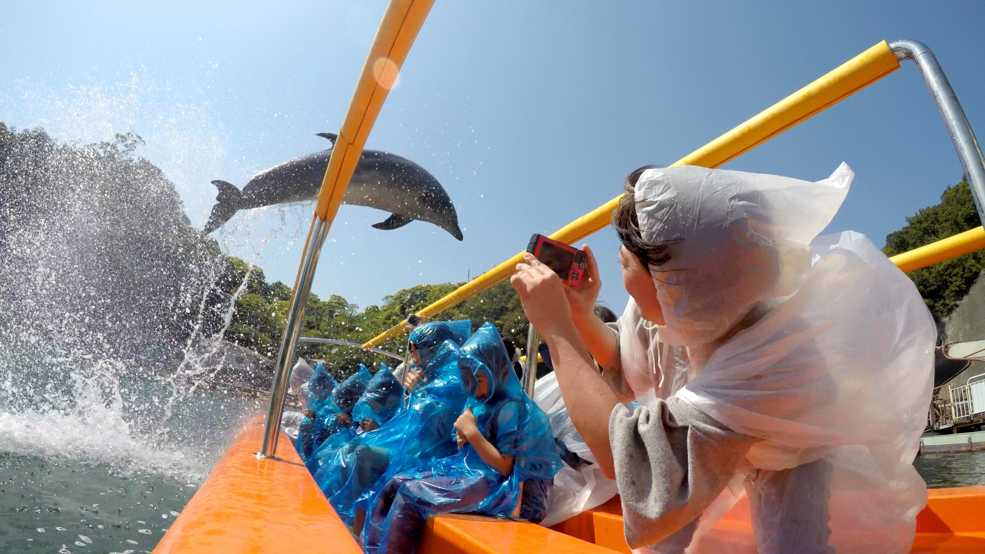 下田海中水族館のイルカショー