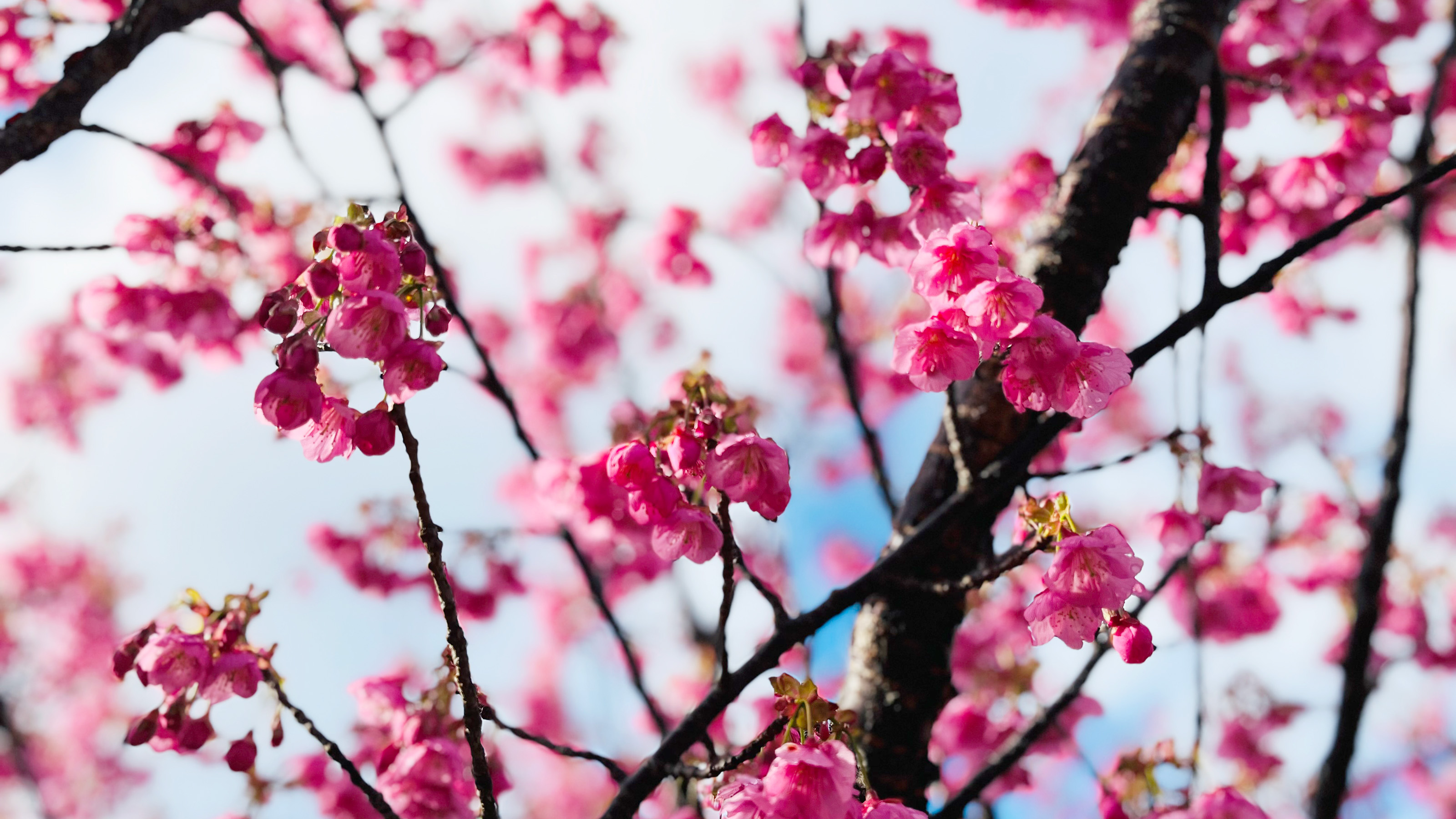 土肥桜