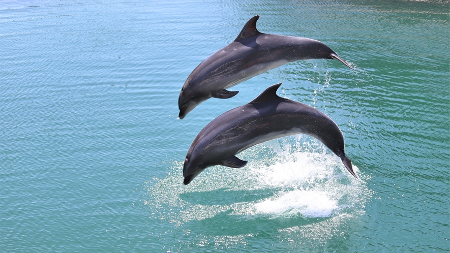 下田海中水族館のイルカ