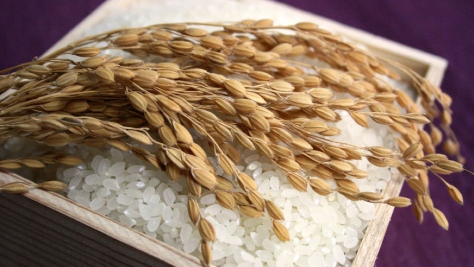 【丹後コシヒカリ米】西日本で特Aランクを幾度も獲得した自慢のお米を使用します