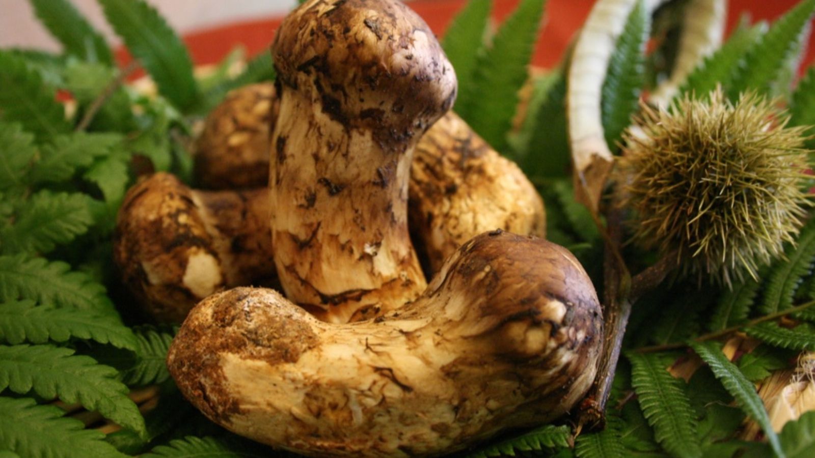 【松茸】当館が仕入れる松茸は香りがピークに達した上質なモノを仕入れてます