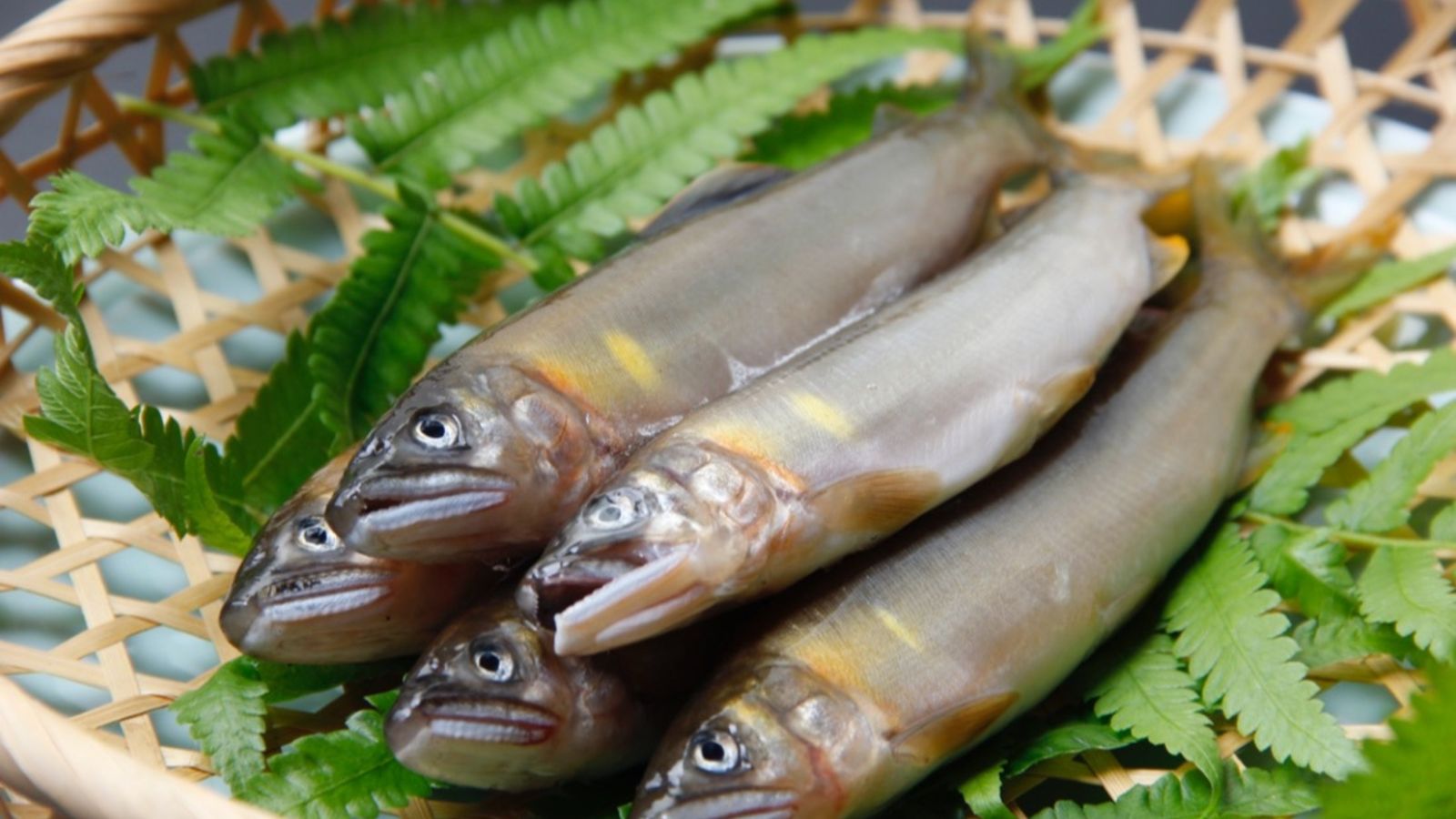 【地物鮎】養殖とは違うふっくらな上品な身、濃い旨味が特徴です（7-8月の別注料理）