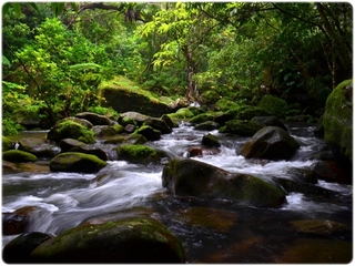 ジャングルトレッキング