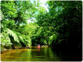 ジャングルを漕ぐ！
