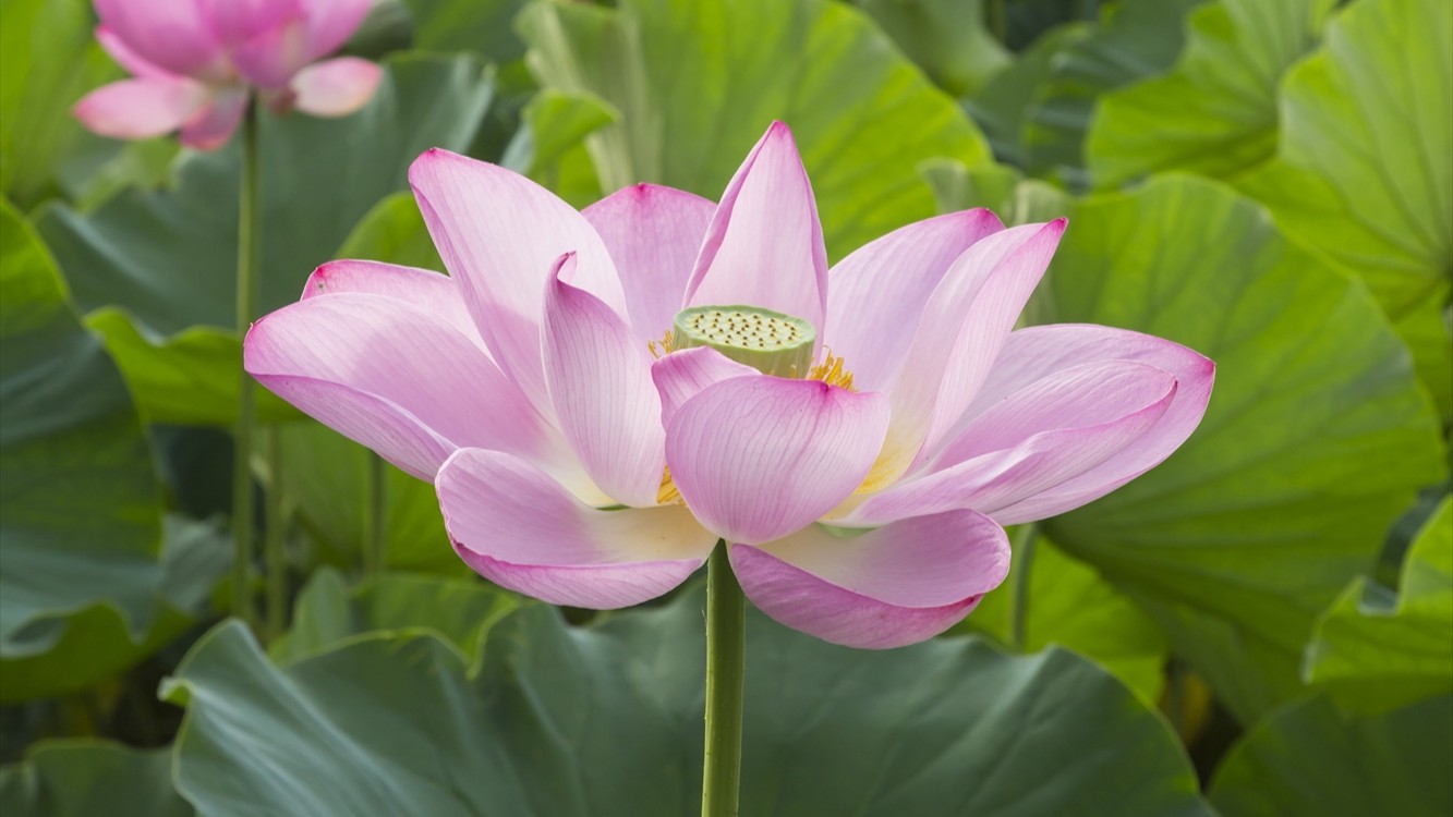 高田城址公園観蓮会