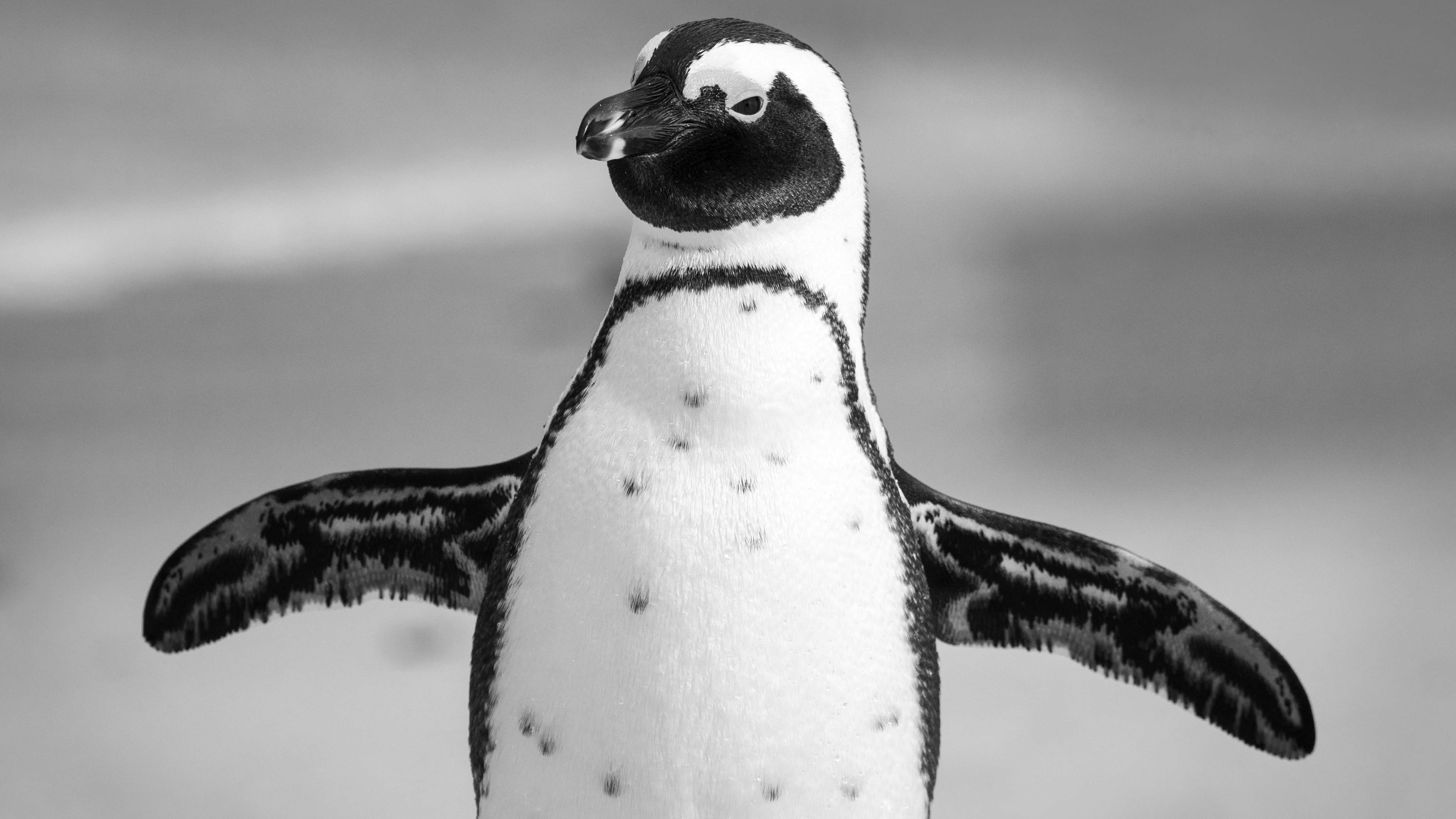 上越市立水族博物館「うみがたり」マゼランペンギン