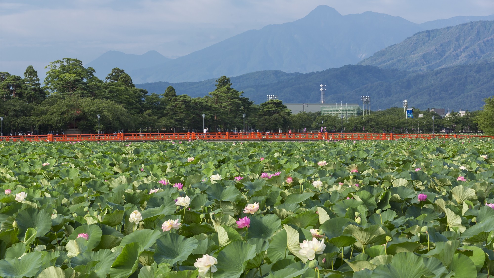 高田城址公園観蓮会