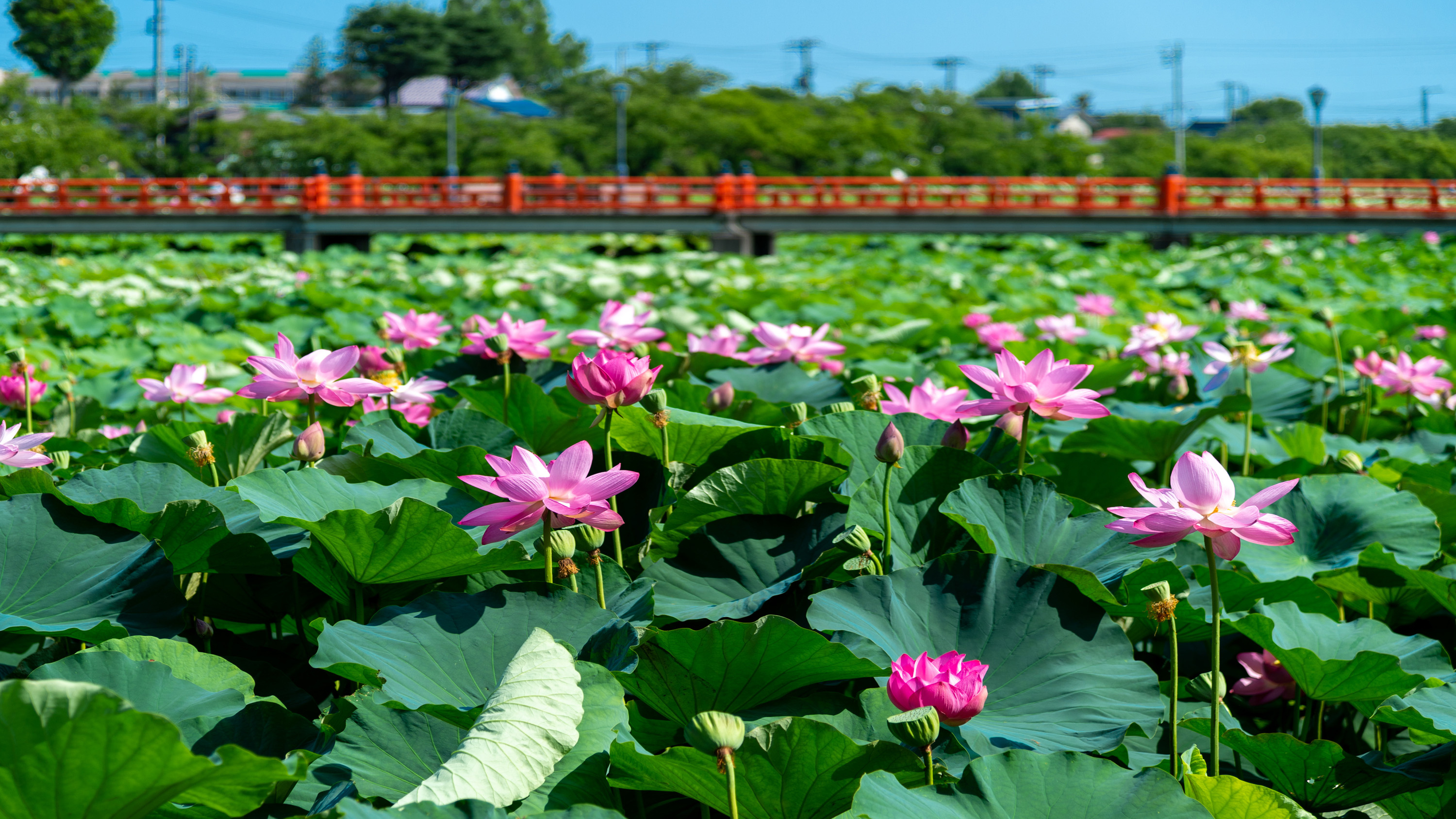 高田公園◆蓮まつり（夏）