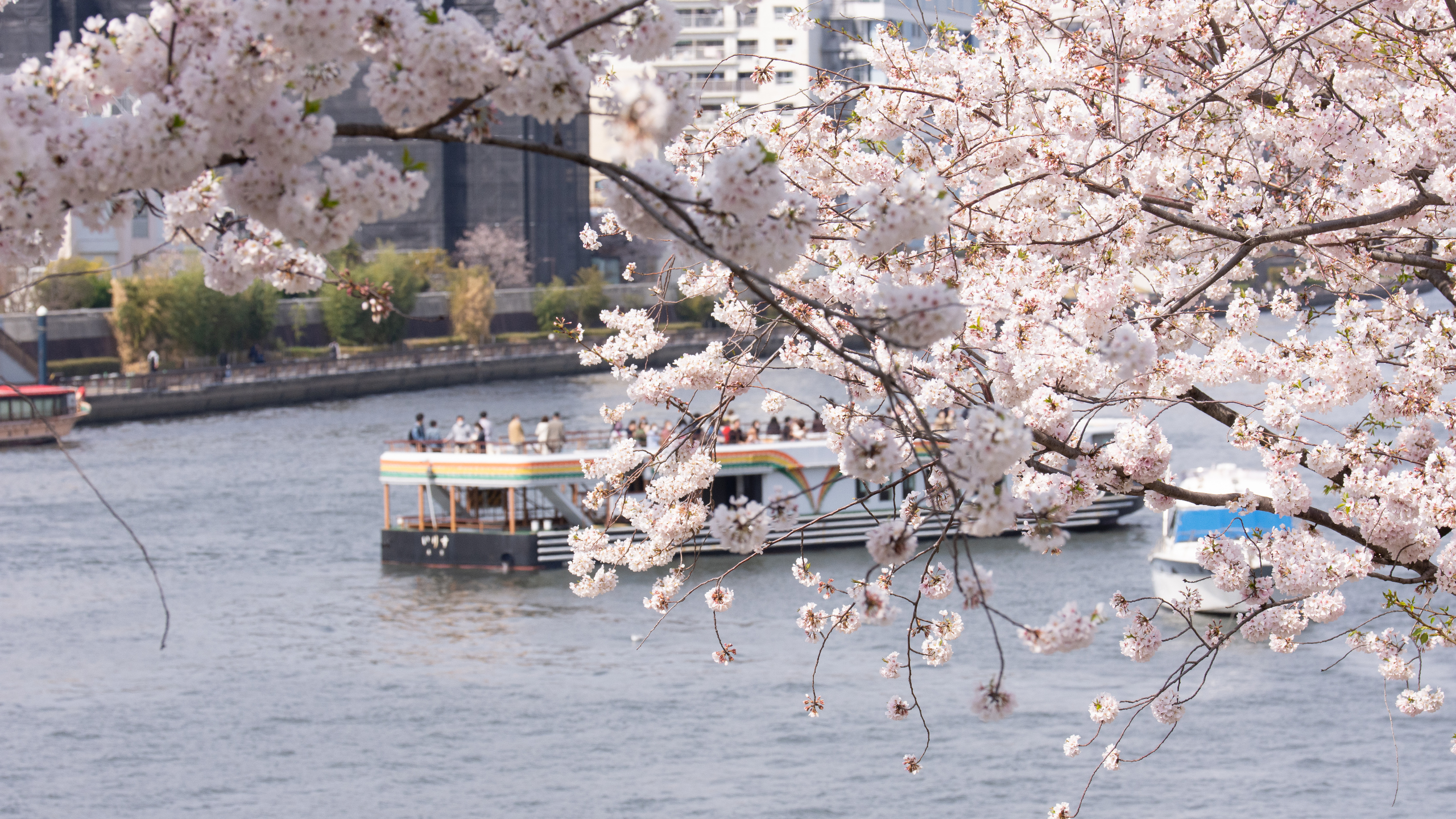 【春】隅田川の桜風景と水上バス