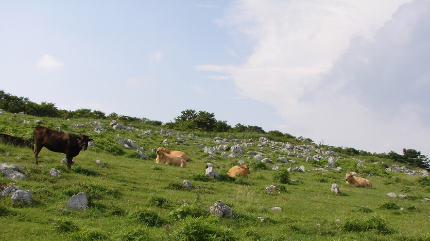 *■カルストと牛■雲の上のカルスト台地で放牧される牛たち。