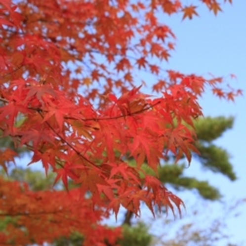 山中湖紅葉