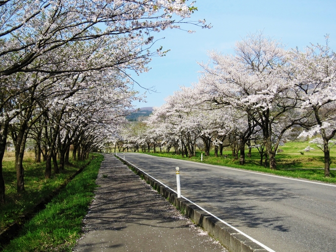 田沢湖高原　桜と駒ケ岳