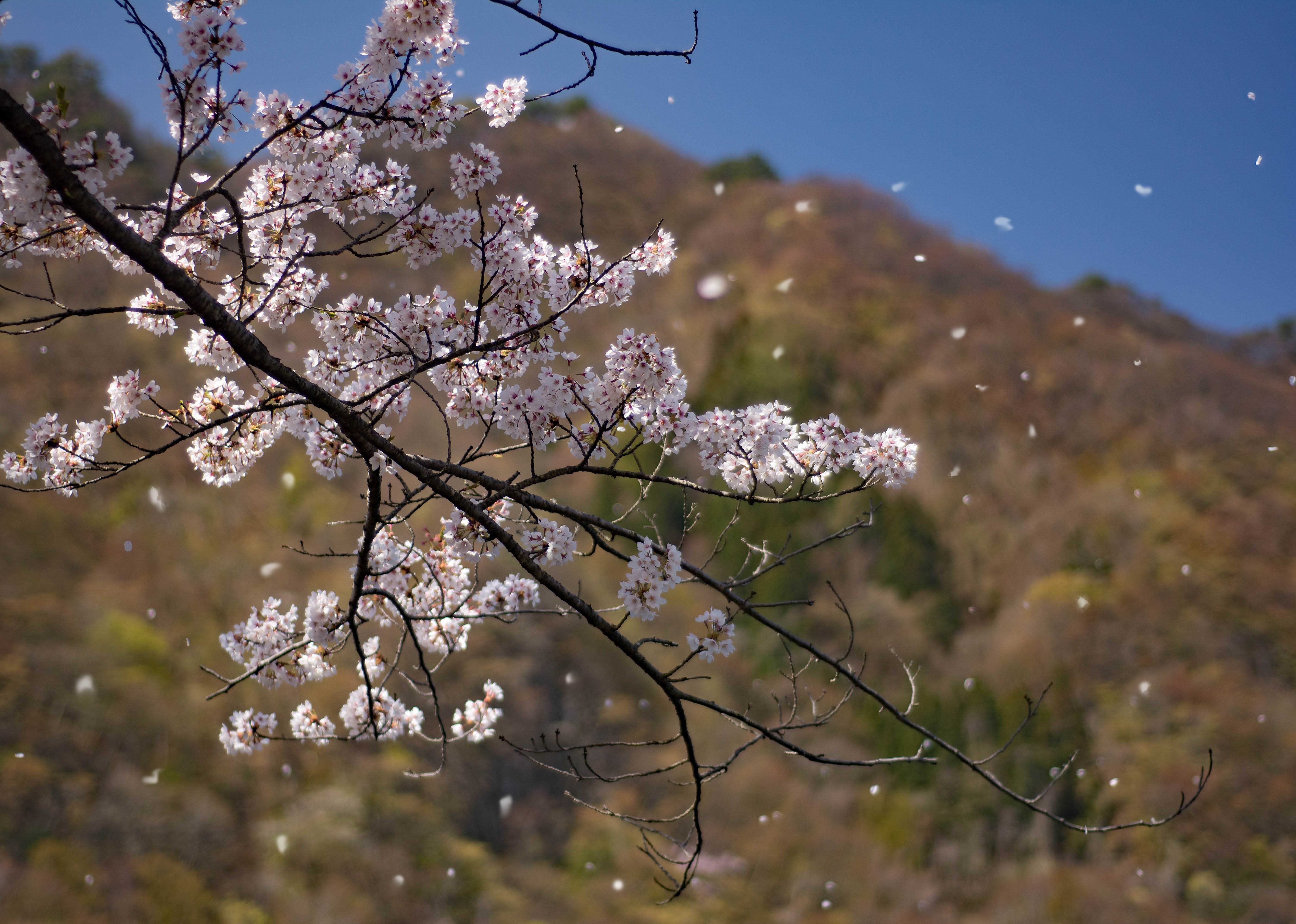 赤谷湖の桜