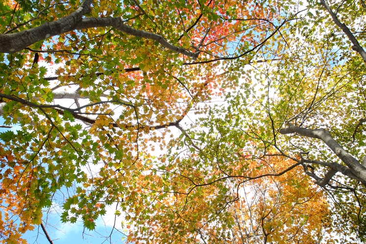 誓湖荘の秋
