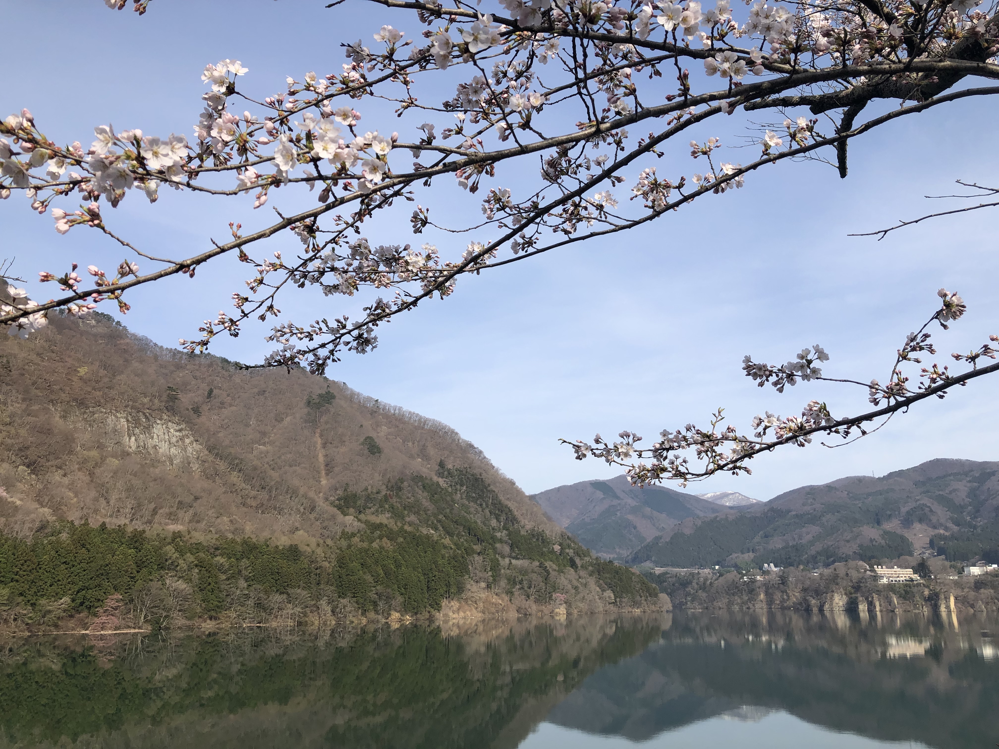 赤谷湖の桜
