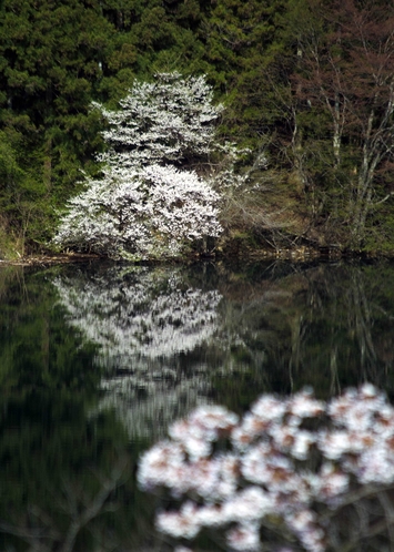 赤谷湖の春