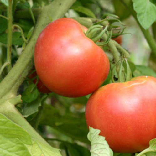 有機トマト