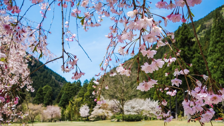 竹田のしだれ桜 例年の見頃：4月中旬～下旬／宿から車で約30分