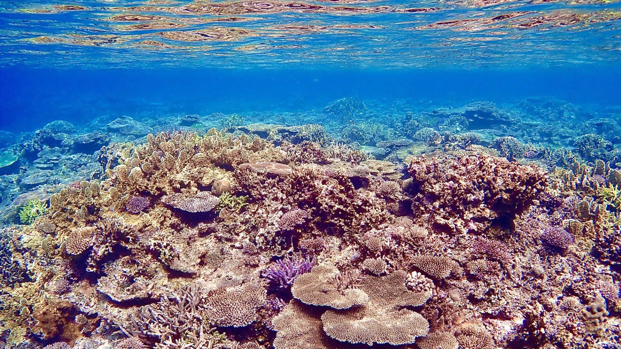 透き通るブルーの海に広がる、慶良間の美しいサンゴ礁を体験！