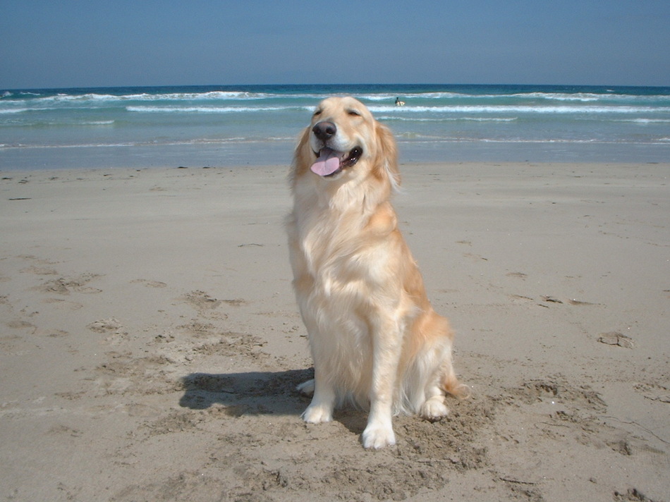 ｄｏｇ ｒｅｓｏｒｔ ｆｒｏｕ ｆｒｏｕ フルフル 設備 アメニティ 基本情報 楽天トラベル