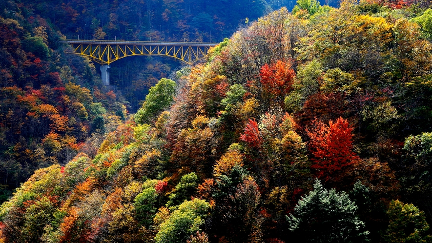 **【秋の滝川渓谷】全長3km、高低差約300mの遊歩道から大小様々な滝が連続する珍しい景色。