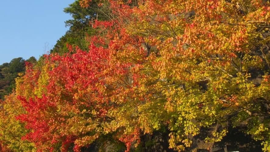 ◇秋は紅葉に包まれます