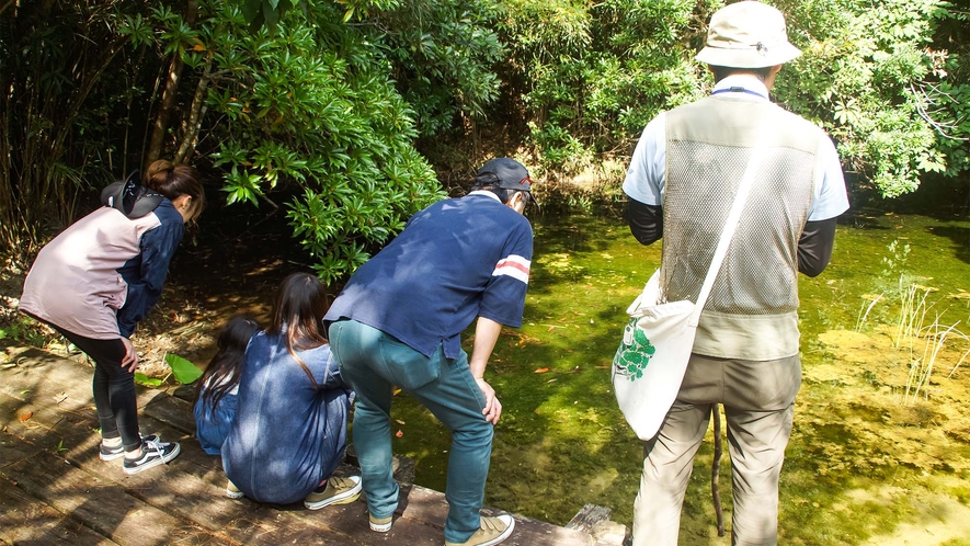 ・＜ガイドウォーク＞生物観察の池が見所