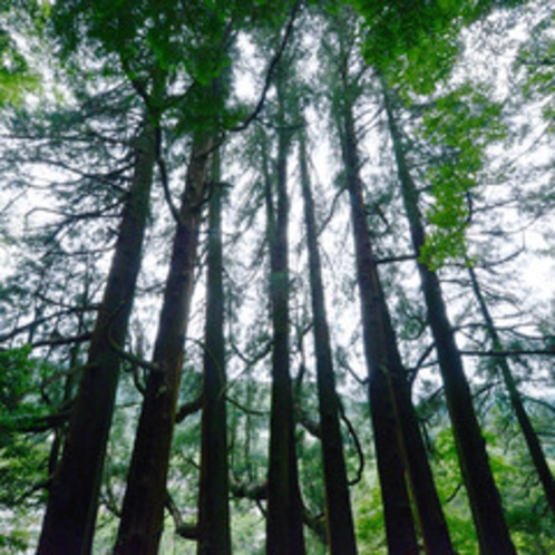＜天岩戸東本宮＞樹齢六百年余の樹根の繋がった七本の大杉は必ず見るべき！