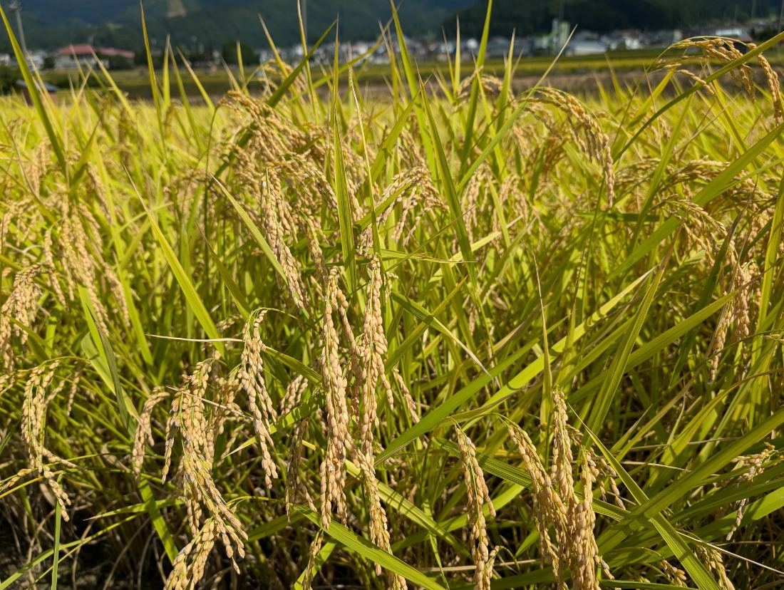 【全室禁煙】【2024】〜朝ゆったり〜一泊夕食付き、朝食なしプラン♪♪