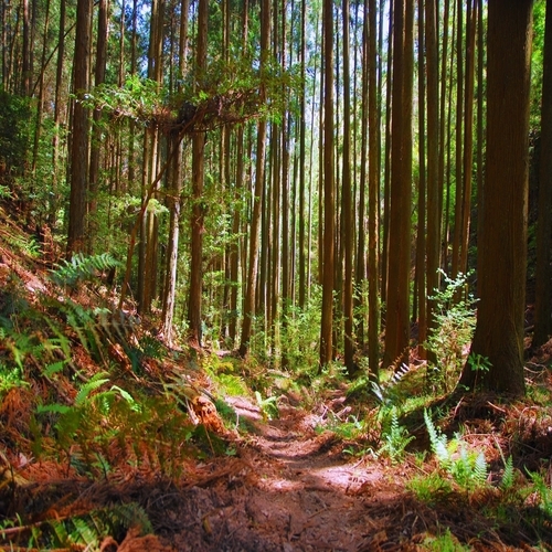 【登山口プラン】　登山口へお送りします♪　◆登りと下山で別の登山ルートを楽しめる♪