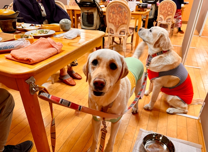 わんちゃんと一緒に食事　大型犬もOK