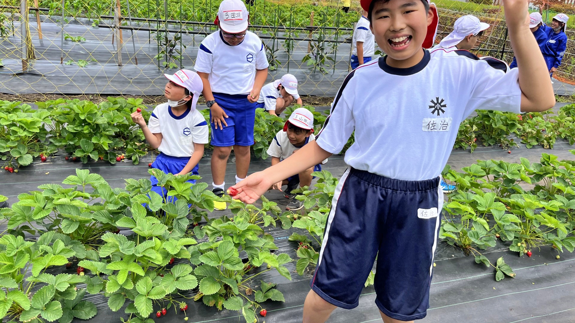 【林間学校】いちご狩り
