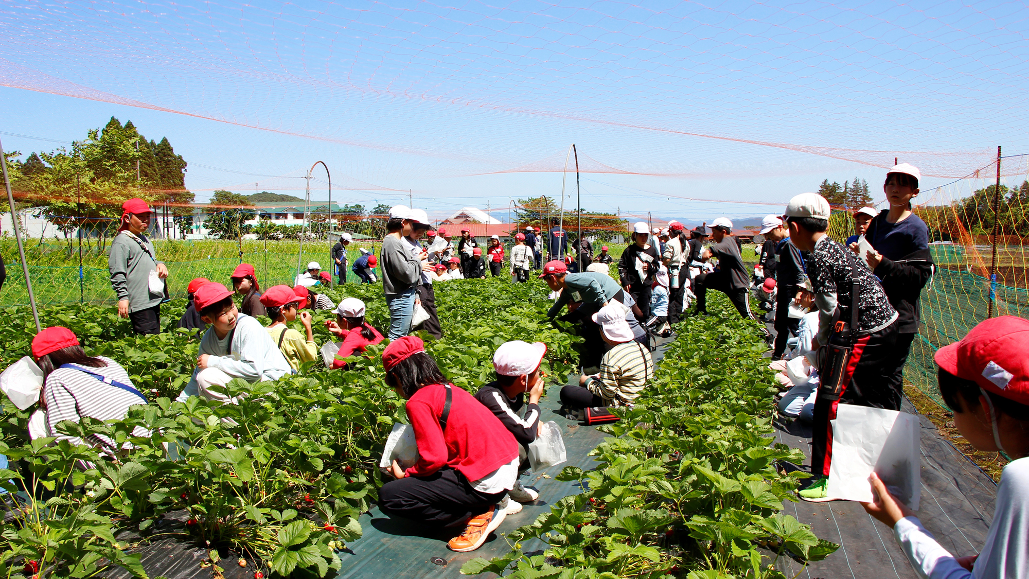【林間学校】いちご狩り
