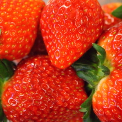 【とちおとめ】　栃木県特産品の甘酸っぱく香り高いイチゴ