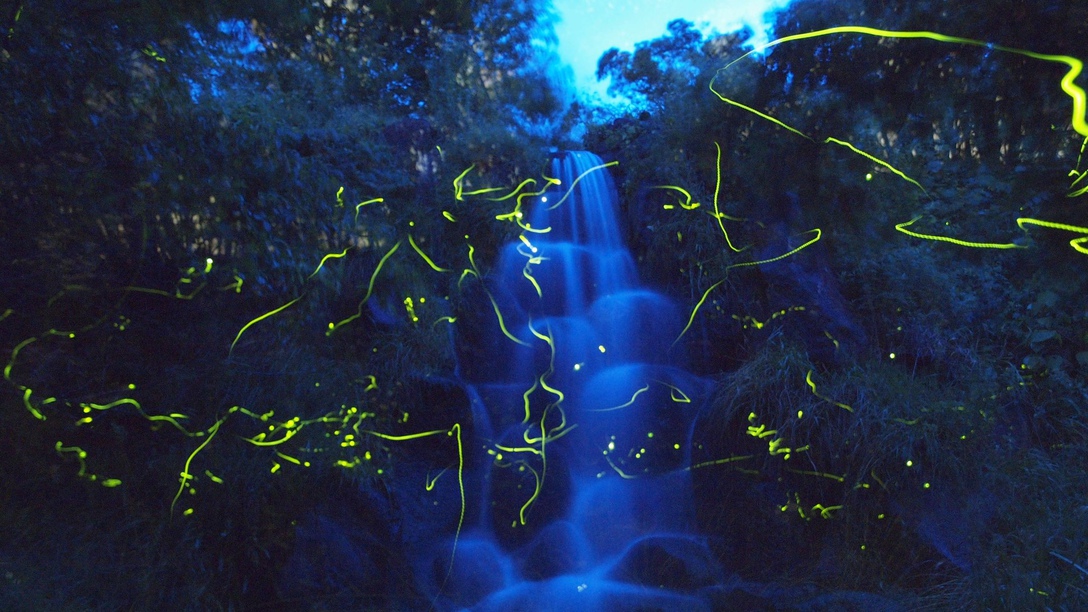 ≪朝食付≫送迎バスで行くホタル観賞プラン◇日本一のホタル【辰野ほたる祭り】入園券付（6/13〜21）