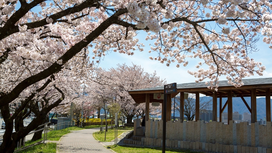 【諏訪湖】春の桜。諏訪湖が色付きます。