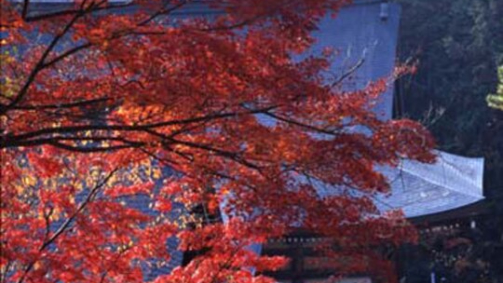 【秋(11月初旬～11月下旬)】紅葉 