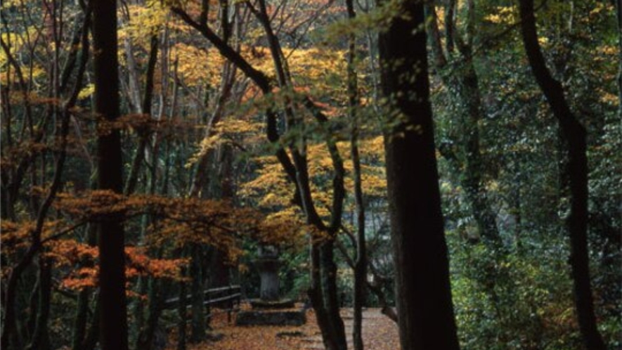 【秋】高山寺 