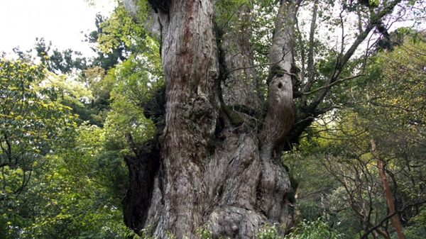 和のコテージ 仙の家 屋久島 宿泊予約 楽天トラベル