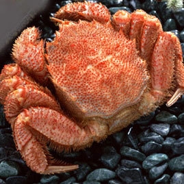 【北海道の味覚】〜日本海の「ボイル毛蟹」★ど〜んと一パイ満腹会席プラン♪