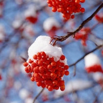 【ニセコde冬旅★12/28迄セール中】〜今すぐ、20％OFF！美食会席プラン＜現金特価＞〜