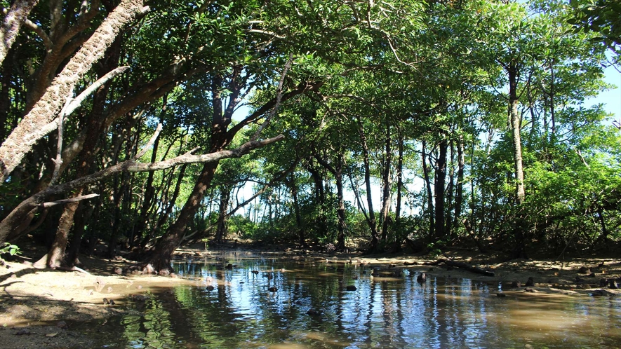 別名：“海の森”と呼ばれる自然のマングローブを目の前で見ることが出来る！