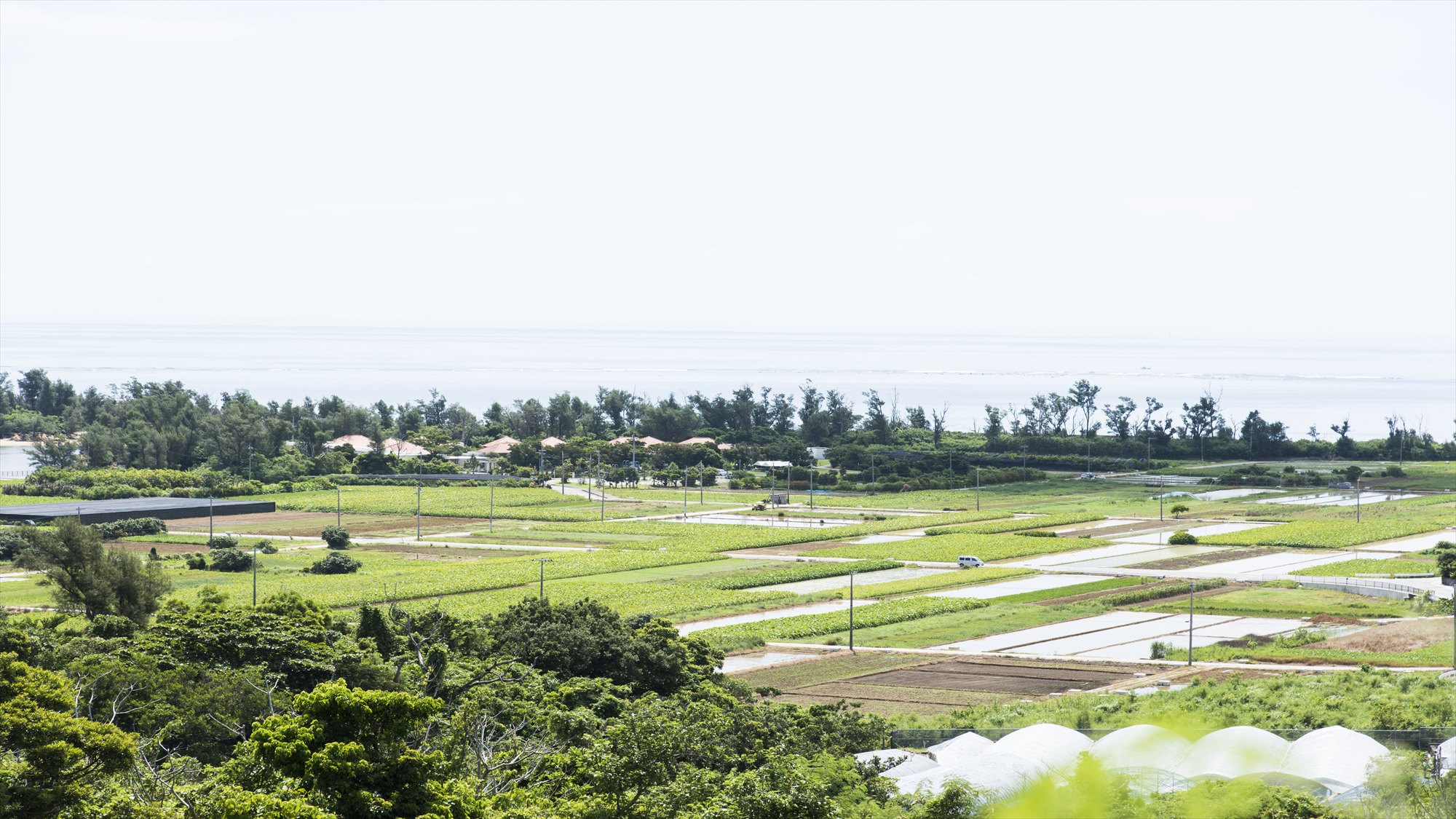  金武町は古くから水田作物が豊かに実る土地柄です。